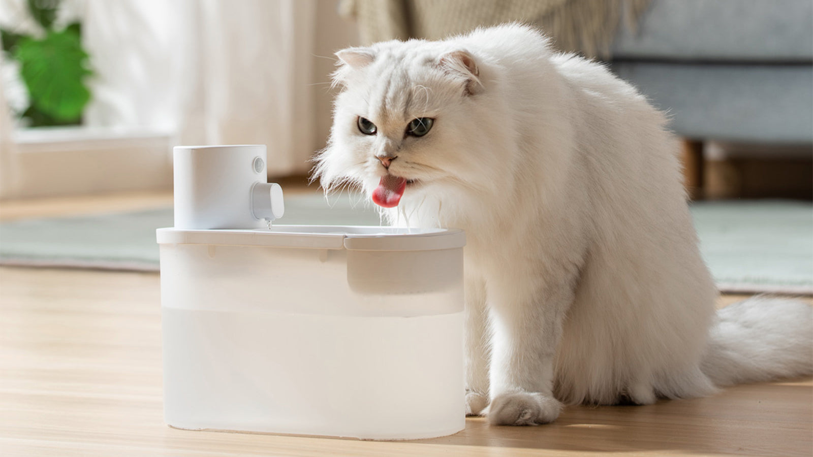 Keeping Your Cat Hydrated: Why Water Matters