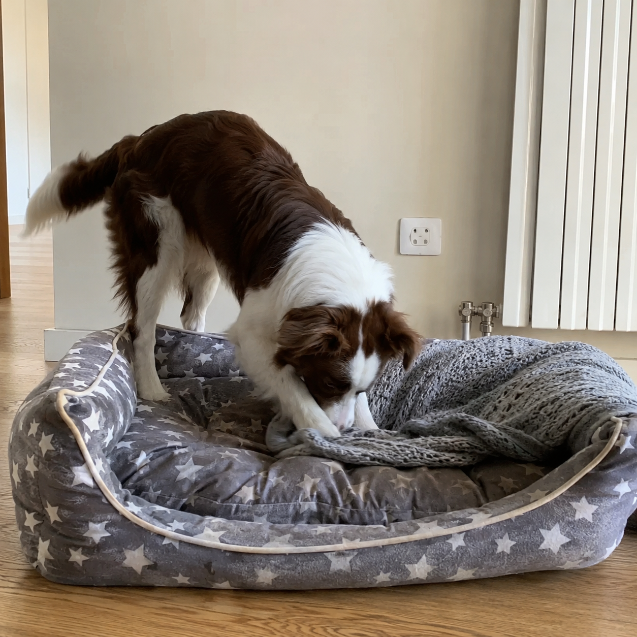 Why Do Dogs Scratch Their Beds? 7 Common Reasons & When to Worry