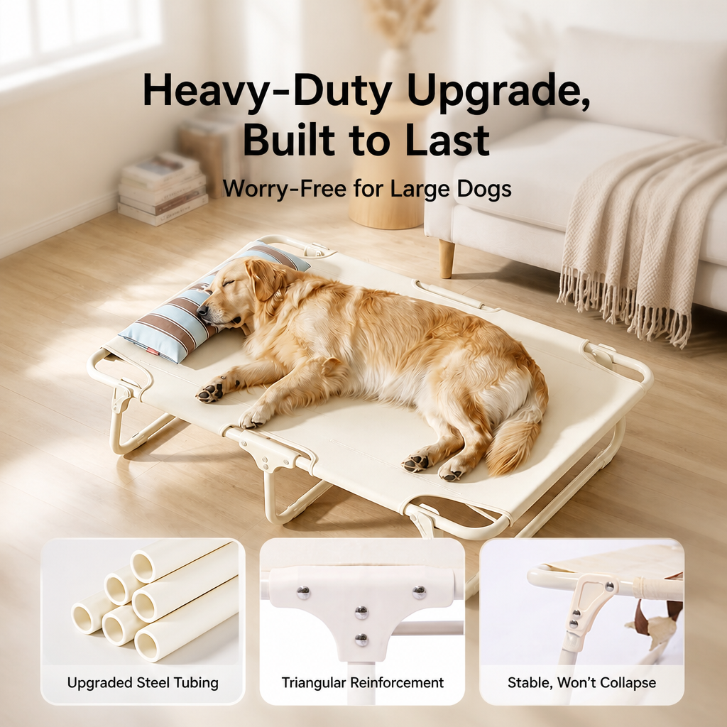 Raised cot promotes airflow beneath a resting dog