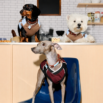 Brown Faux Leather Dog Collar with Blue Accent Charm