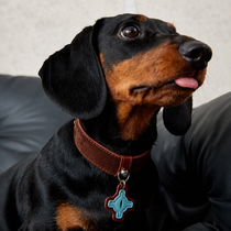 Brown Faux Leather Dog Collar with Blue Accent Charm