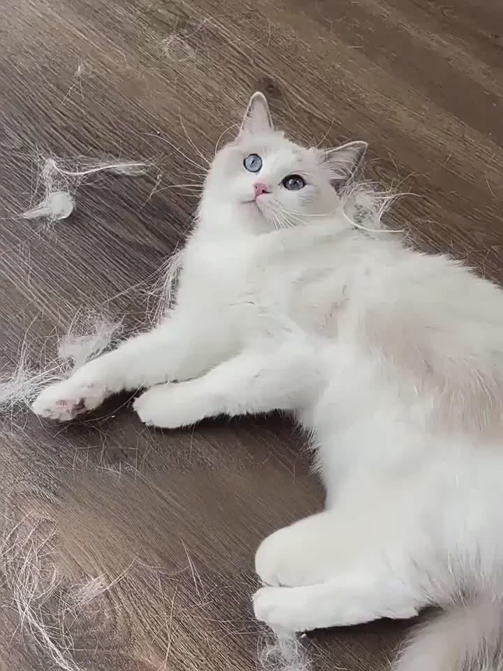 Double-Sided Pet Grooming and Deshedding Glove