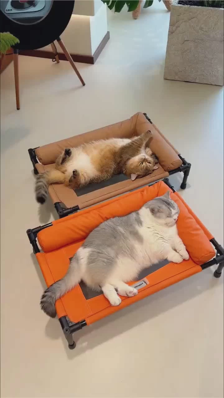 Elevated Mesh Pet Bed with Three-Sided Bolster