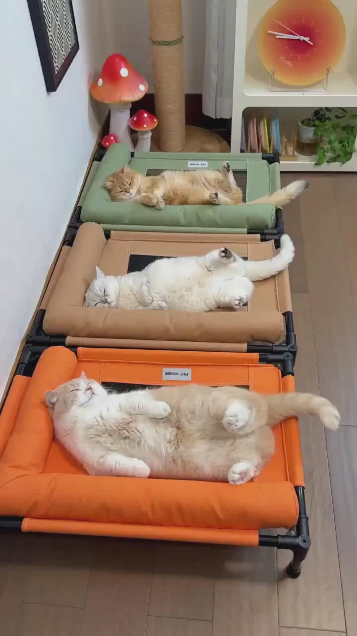 Elevated Mesh Pet Bed with Three-Sided Bolster