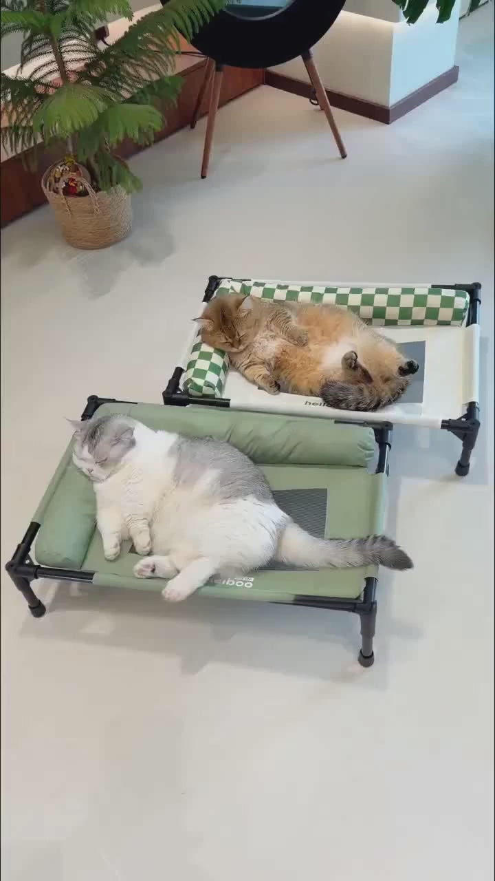 Elevated Cooling Pet Bed with Padded Bolsters